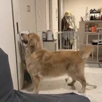 扉をじっと見つめて待つ麹くん