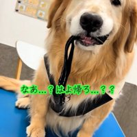 飼い主を見つめる大型犬