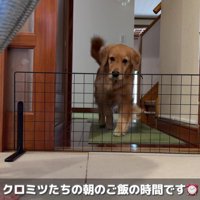 ゴールデンレトリバーのヒナちゃんが…