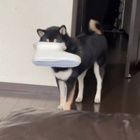 顔が見えないコテツくん