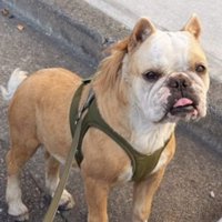 みやびちゃんを馬に加工6