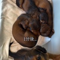 遊ぶ子犬と眠る子犬たち