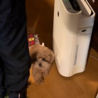 おじいちゃんの横を歩くボムさん