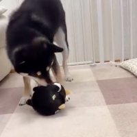 おもちゃで遊ぶ柴犬