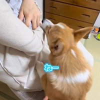 パパさんに止められるコーギー