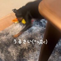 とにかくうるさい！！