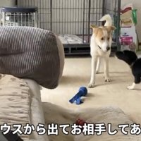 子犬と見つめ合う犬