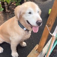 反省する大型犬