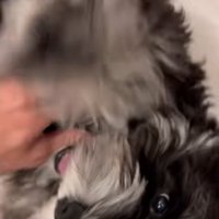 撫でられるテオくん