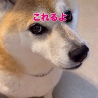 「できるにきまってる」