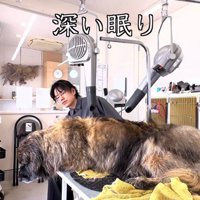 ブラッシングされても起きない大型犬