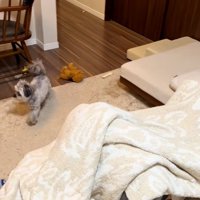 キョロキョロするピーターくん