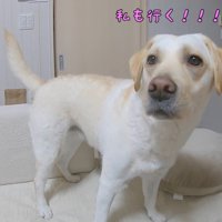 「私も行く！」とアピール