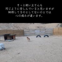 遠吠えする犬
