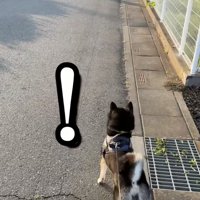 「なんかおる！」
