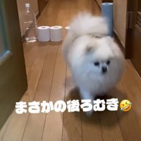 逆にすごい！？