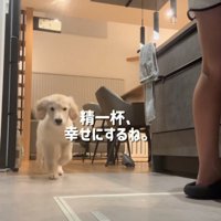 走ってくる子犬