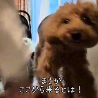 ドアへ駆け寄るトイプードル