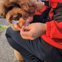 男性からおやつをもらう小型犬