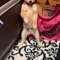 壁際に追い詰められた豆柴の子犬