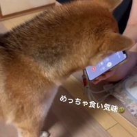 携帯を見るはちちゃん
