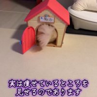 家に入る犬1