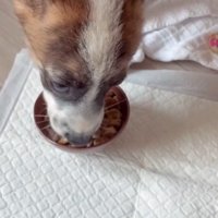 器の中に入っているごはんを食べる子犬