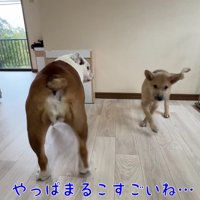 優しいまるこちゃんにホッコリ
