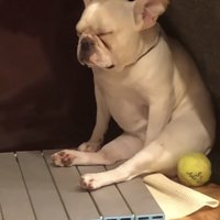 目を閉じる犬