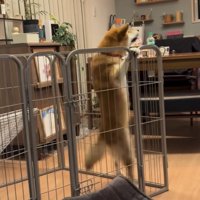 柵にぶら下がる犬