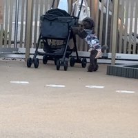 ドッグランでのジュプンちゃん3