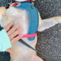 お腹を見せるはなこちゃん