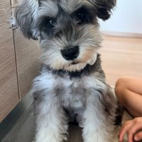ふわふわのわんこが…