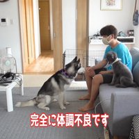 頭痛と腰痛が辛い飼い主さん