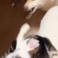 福丸くんと朔ちゃん2