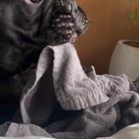 タオルで遊ぶジェットくん3