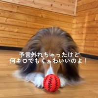 ソフィーちゃんのビフォーアフター⑩