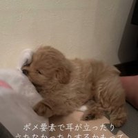 ポコくんの耳の変化3