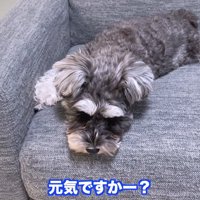パパさんが声を掛けても無視