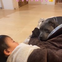 見守るハルクくん