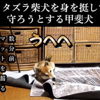 カーペットを齧る犬