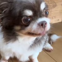 チワワの女の子、大豆ちゃん