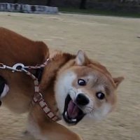 遠くで