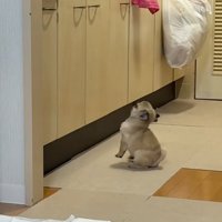 バランスを崩すゴンちゃん