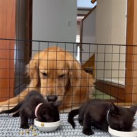 子猫たちに興味津々♡