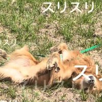 スリスリするマッシュくん