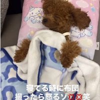 布団が大好きなわんこ
