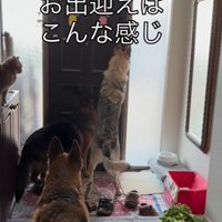 大型犬たちのお出迎え