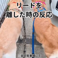 隣に並んで歩く大型犬