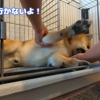 おにぎりくんの散歩拒否2